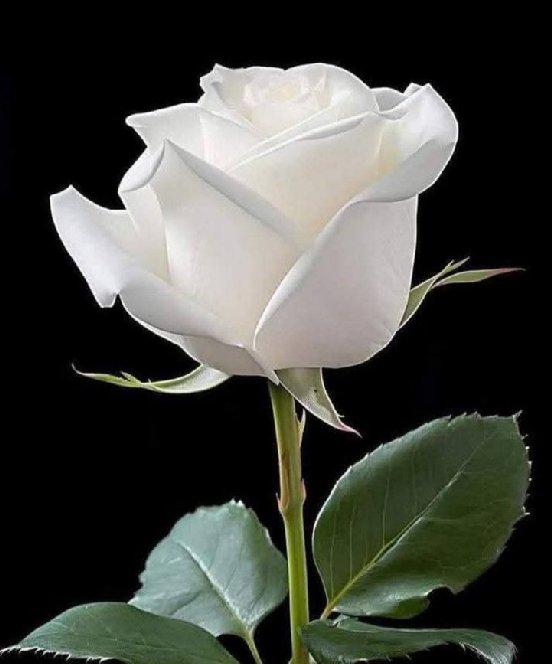 This is for you 
🌹💕🌹💕🌹💕🌹💕🌹