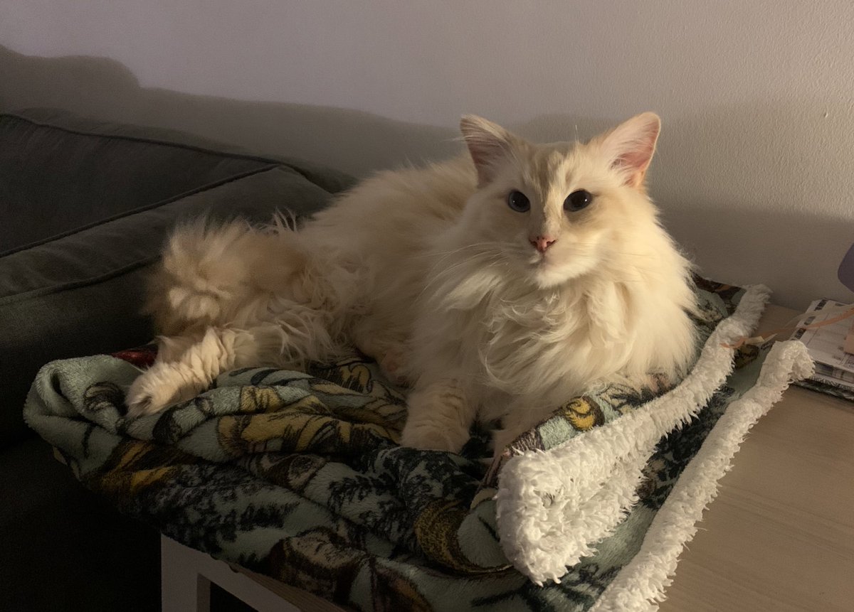 SignorDexter's tweet image. The Italian word of the day is…. MORBIDO! 

Il mio letto è morbido 

My bed is soft :3 ❤️