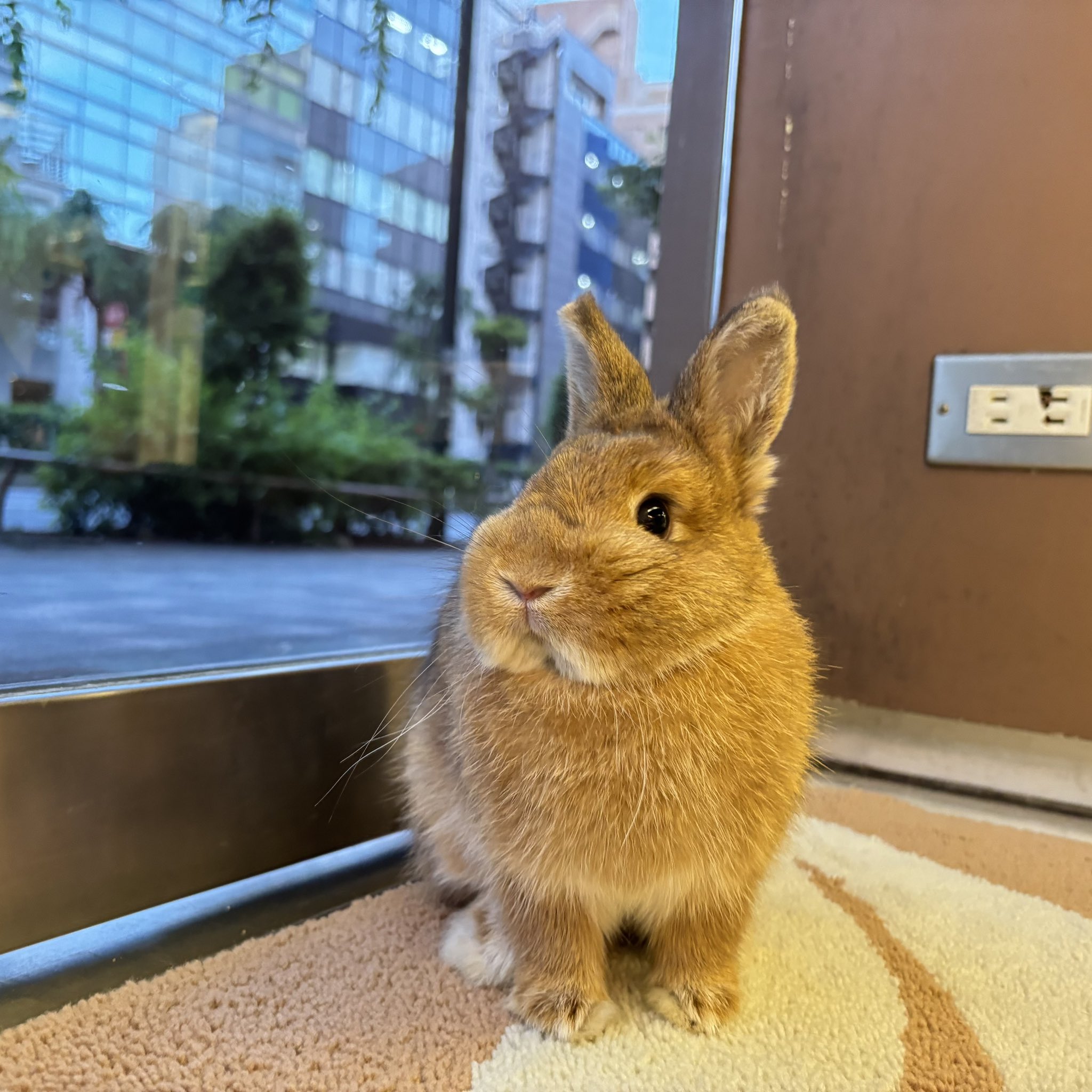 うさぎ　ページ うさぎのしっぽ恵比寿店 on X: 