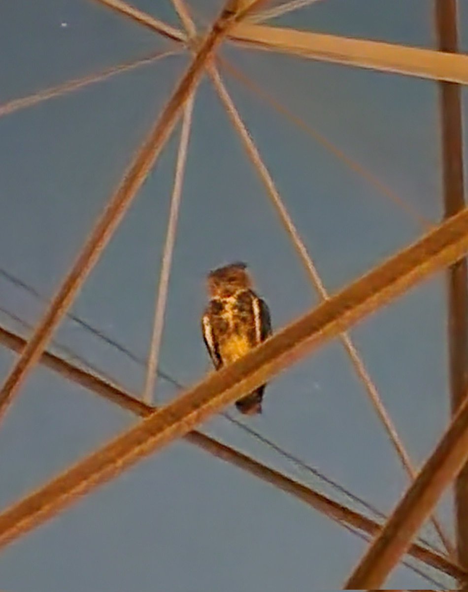 saw an owl on the power lines tonight.