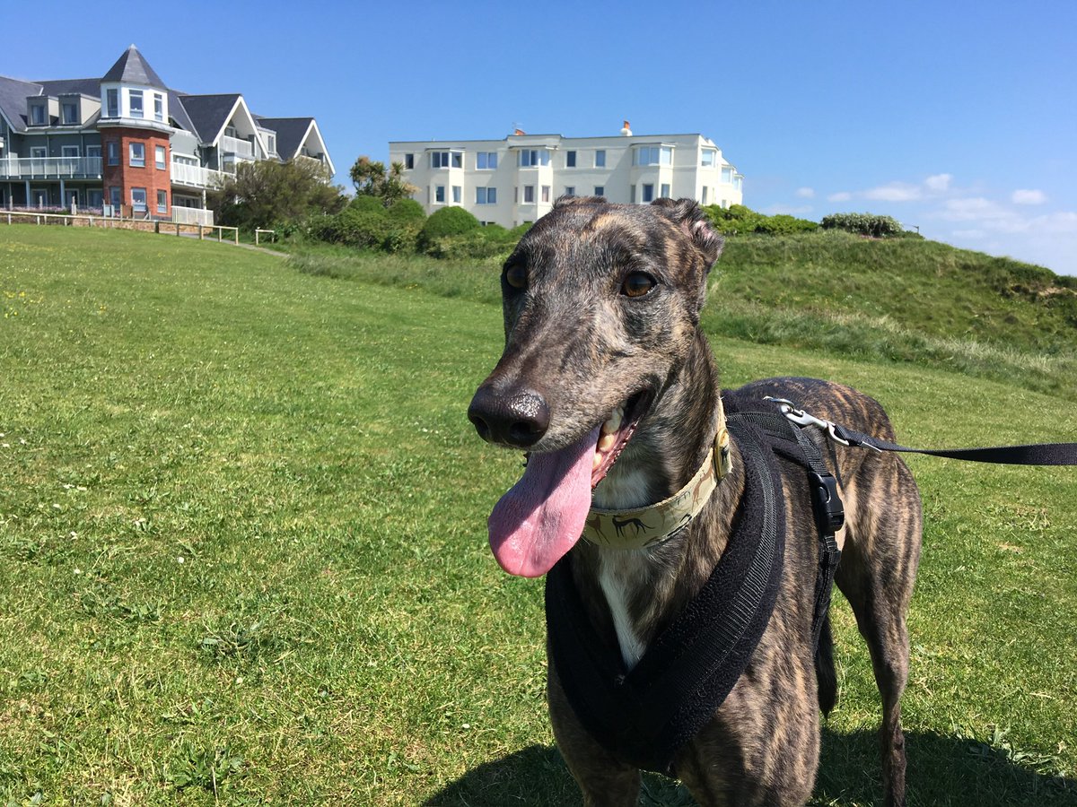 Marcus Watts 🏉 🐻 🐾 tweet media