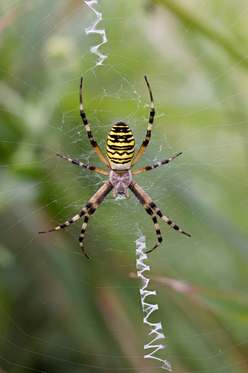 Mark Tyrrell (@marktyrrell66) on Twitter photo Wasp Spiders <a href="/wildlifebcn/">The Wildlife Trust for Beds, Cambs & Northants</a> Summer Leys. I counted 13 in total, 11 females and two males. <a href="/BritishSpiders/">BAS</a> <a href="/UKgardenspiders/">UK Garden Spiders</a> Wasp Spiders <a href="/wildlifebcn/">The Wildlife Trust for Beds, Cambs & Northants</a> Summer Leys. I counted 13 in total, 11 females and two males. <a href="/BritishSpiders/">BAS</a> <a href="/UKgardenspiders/">UK Garden Spiders</a>