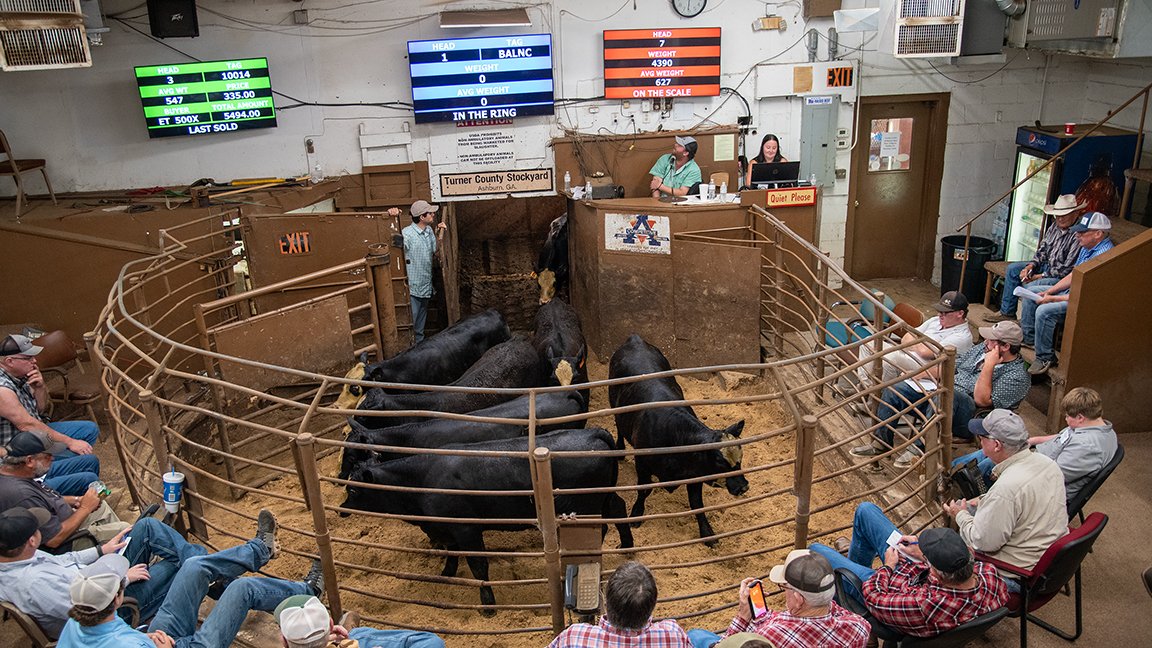 Right now, even the most pessimistic producers have a hard time not smiling when they pick up their check. Still, with a bit of tweaking, the prices you get for your calves can be even higher. Here are nine ways to increase your paycheck. bit.ly/4liIO5G #ABBx