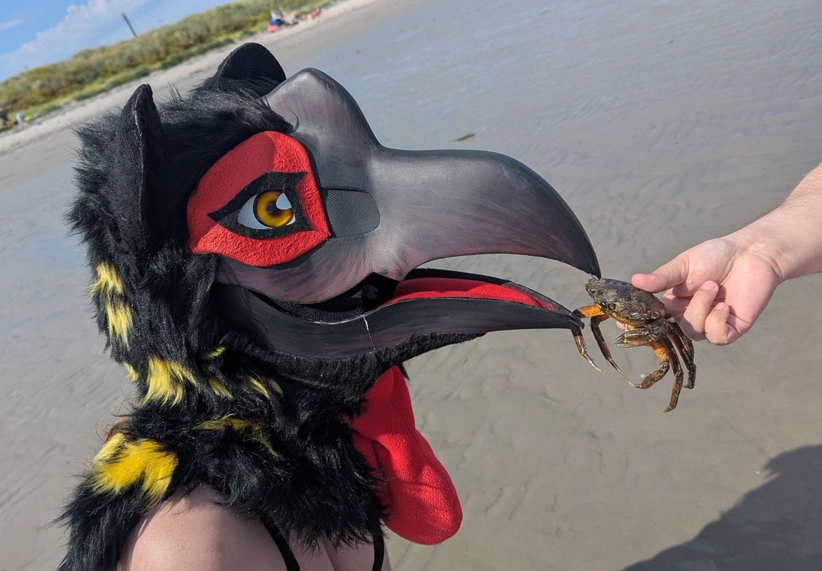 Dont forget to feed ur local seabirds
#FursuitFriday