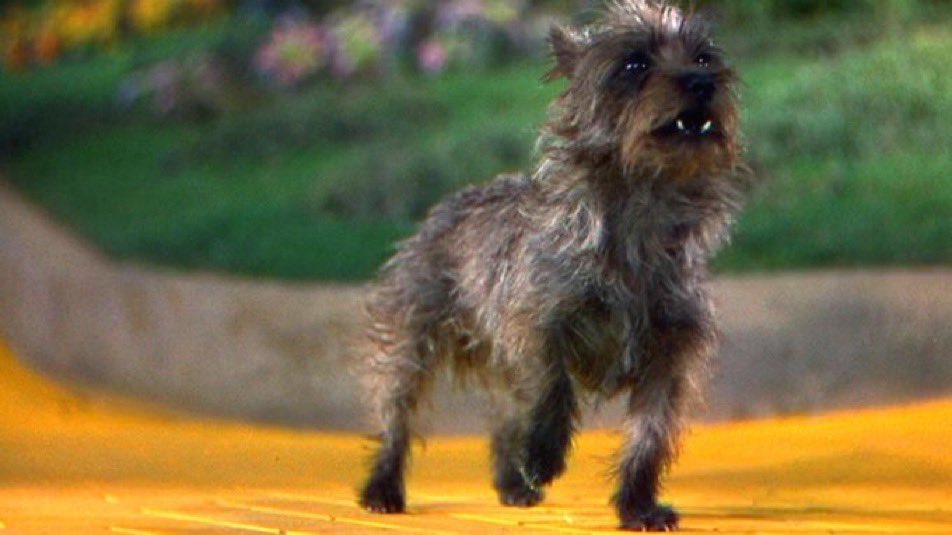 I’ve been alive for almost 61 years and I just found out that Toto’s real name was Terry! 🤯