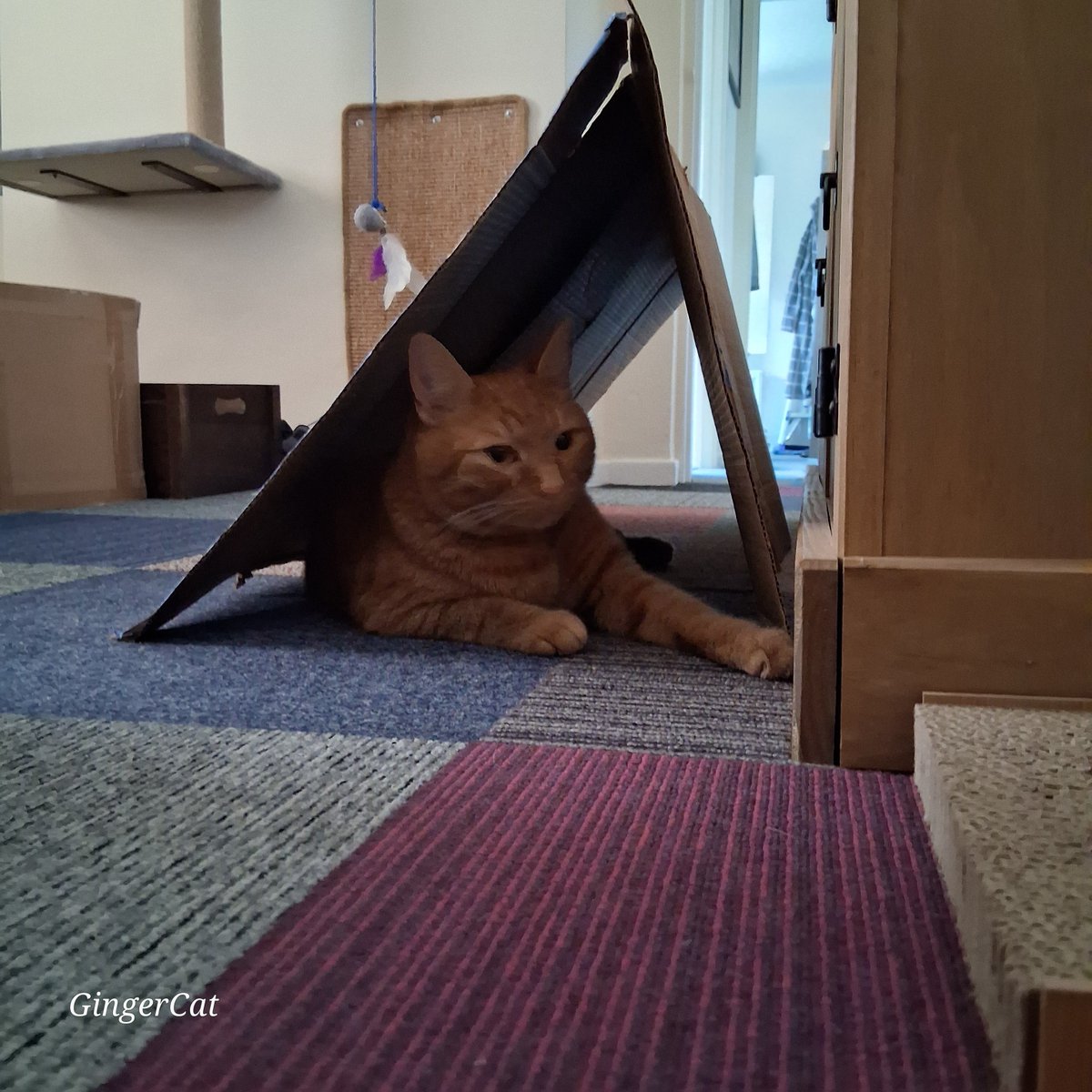✨️ Tunnel Fun ✨️

Messing about with old cardboard boxes as it's raining, I think #Buddy approves  😸 🧡

#Cats 
#CatsAreFamily