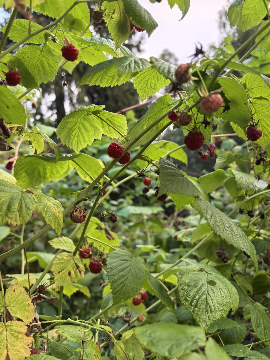 Дачные радости