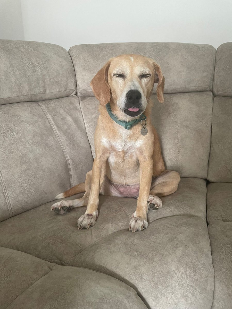Laika thinks you should use the code and save. #bestdog