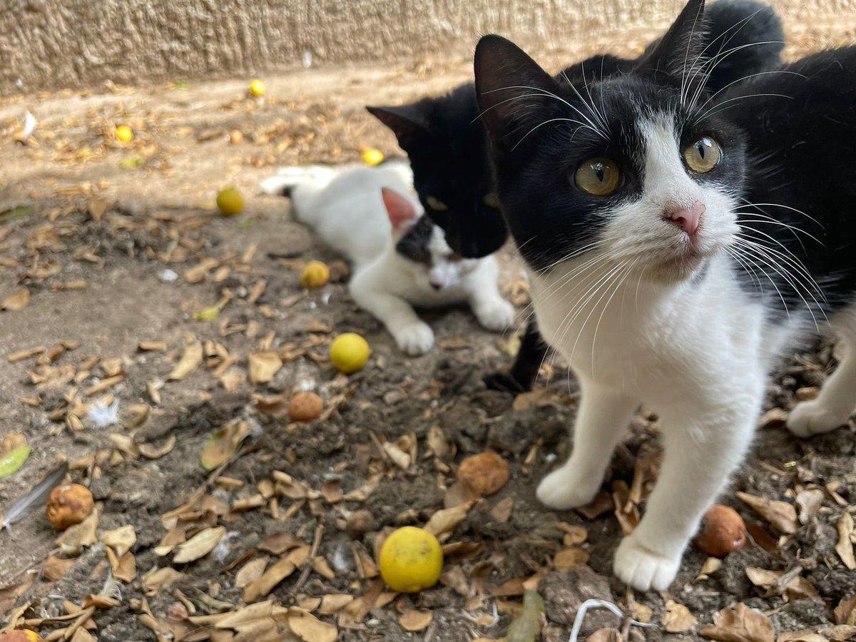Nos dieron un día más para pagar la renta!!! Solo nos faltan mil pesos!! Ya casi!!!
Puedes apoyar aquí:

BBVA A NOMBRE DE FUNDACIÓN ANUM PARA AYUDAR ANIMALES AC

Tarjeta: 4555 1130 0974 5771
Clabe: 012320001185581328

Me ayudan con un RT?
<a href="/bosersalseo/">Boser</a> <a href="/MundoPatitas/">Mundo Patitas AC</a> <a href="/FundacionToby/">Fundación Toby</a>