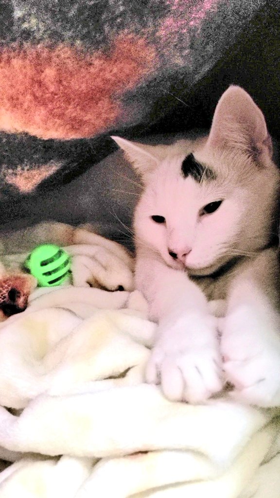 It's the purrfect day to snuggle under a blanket ❤️😻 - Maxx

The weather is wild!  🌞🥵 From the hottest heat of summer to the cool cloudiness of today ☁️😸🌤 What a week!

Is your weather wild? 🐾

 #snugglebug  #catstagram #CatsofTwitter #CatsOfX