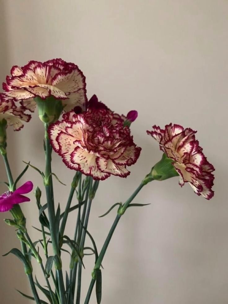 中村, 𝐊𝐞𝐢𝐤𝐨. tweet media