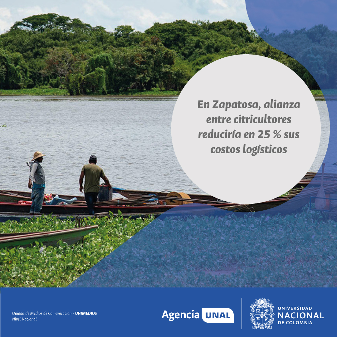 #AgenciaUNAL | Productores de naranja y toronja en la ciénaga de Zapatosa podrían reducir hasta 25 % sus costos logísticos si se organizan para compartir transporte y almacenamiento. Hoy, la falta de infraestructura y de asociatividad encarece la producción y limita la venta.