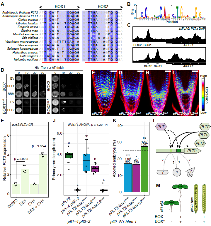 Molecular Plant & Plant Communications (@mplantpcom) on Twitter photo Two deeply conserved non-coding sequences control PLETHORA1/2 expression and coordinate embryo and root development #research #PlantCommunications cell.com/plant-communic… Two deeply conserved non-coding sequences control PLETHORA1/2 expression and coordinate embryo and root development #research #PlantCommunications cell.com/plant-communic…