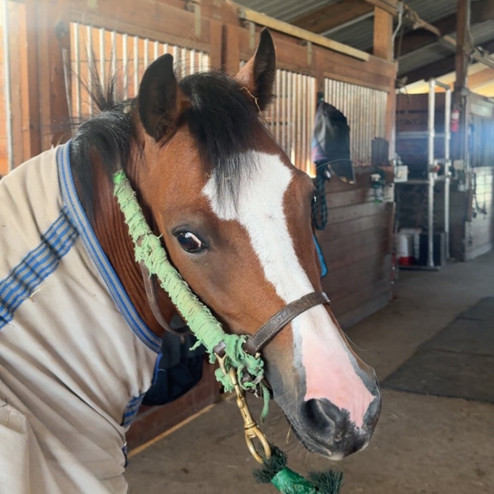 i mean this cute in a ratty halter and hay in her hair?? c’mon