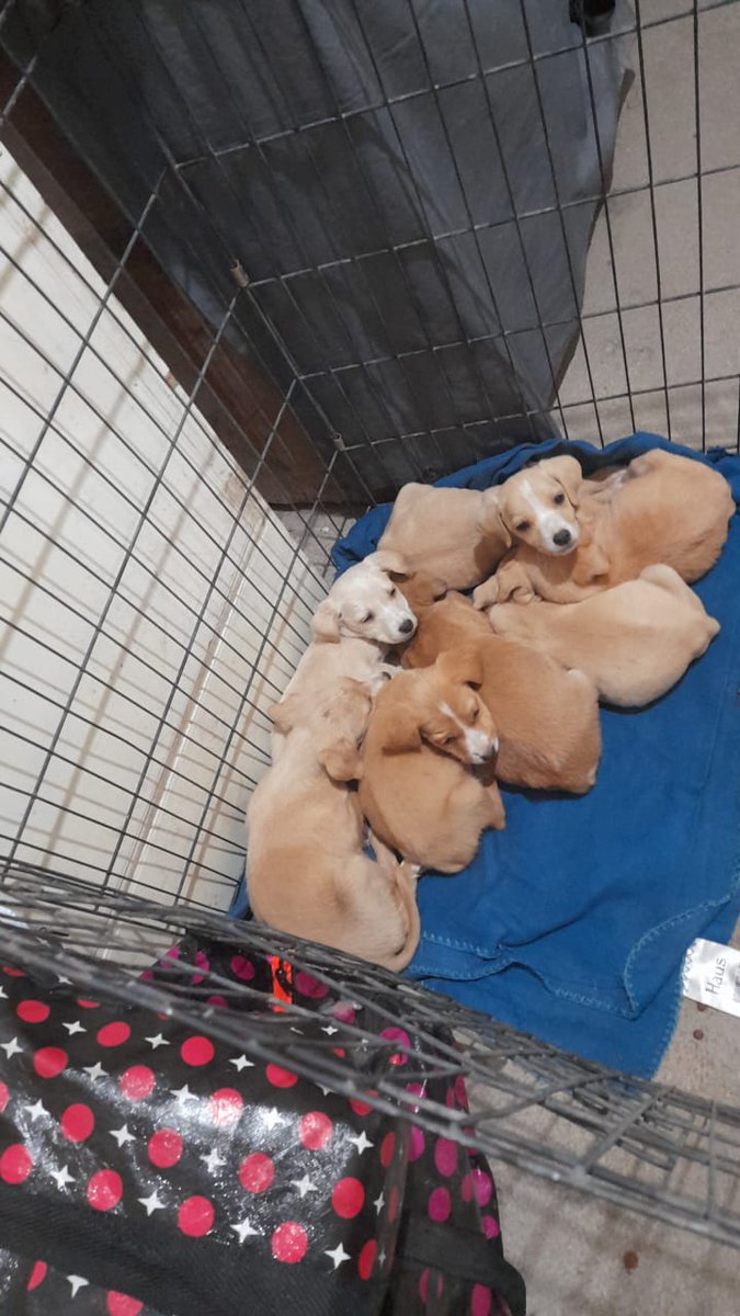 Sigo pidiendo ayuda para comprar alimento, desparasitarlos y hacerle test para poder vacunarlos y llevarlos a jornada pronto. Por favor este proceso es importante ya que ellos y más lo necesitan🥺🙏 ayuda urgente💕🐕🐾
Solange Palacios
Banco estado
Cuenta rut
17376209-7