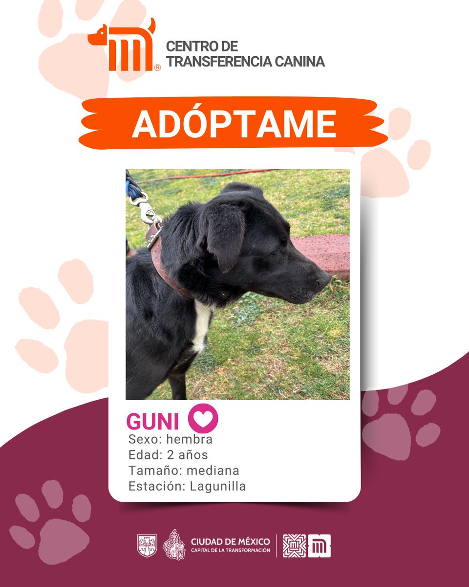 MetroCDMX's tweet photo. "Guni" está en busca de una familia, si deseas darle la oportunidad de ser adoptada comunícate con el @ctcdelmetro, vía e-mail a: ctc@metro.cdmx.gob.mx  
Consulta requisitos de adopción en 👉🏼 https://t.co/vy9M5dnm1J 🐾  #AdoptaNoCompres 🐶🏡 https://t.co/6oZmEBtpy4