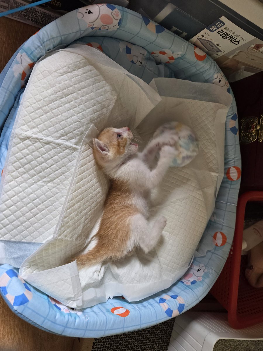 이름은 치즈로 결정