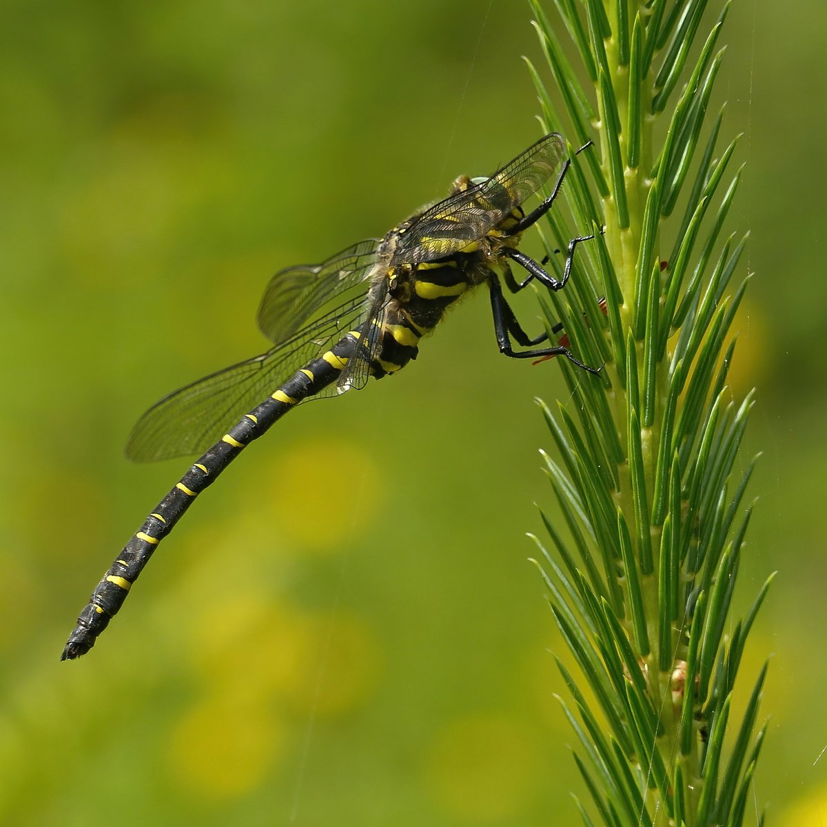 Golden Ringed Dragonfly from Knockman Wood.
<a href="/FloraConsUK/">Flora Conservation UK</a> 
#dragonflies