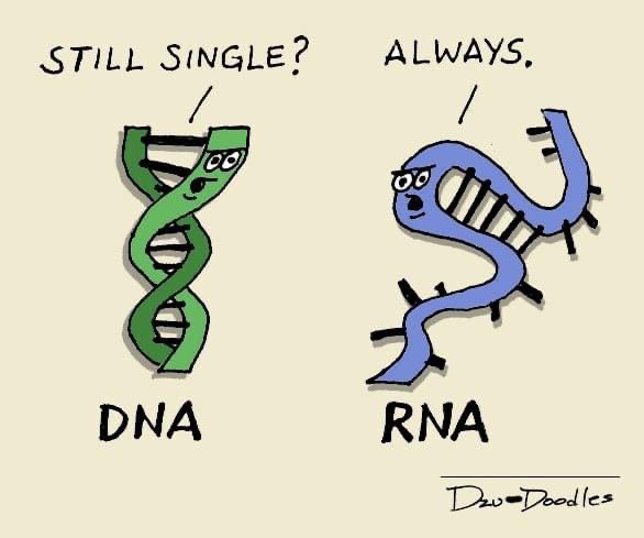 AdrienChauvier's tweet image. Happy #RNAday