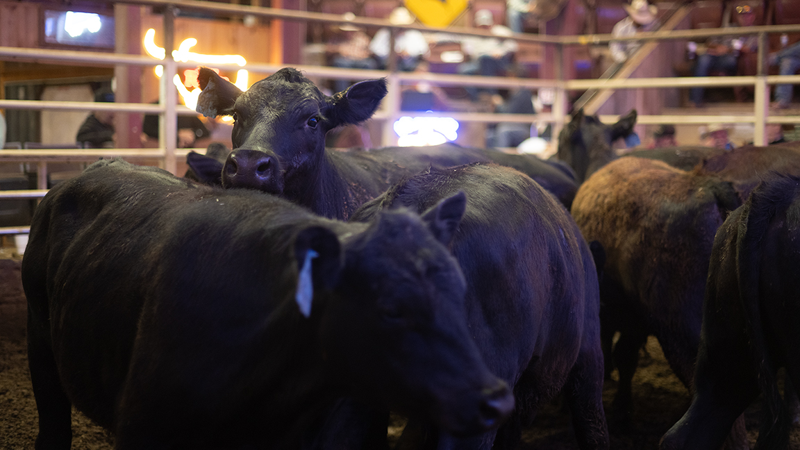Selling cattle at an auction barn is a great way to market cattle. Here's how to do it better: bit.ly/4l1dXtX #ABBx