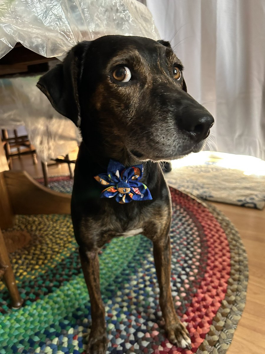 A little side eye with my surfer bow tie🏄‍♂️😜 Happy day pals!
#FridayMotivation