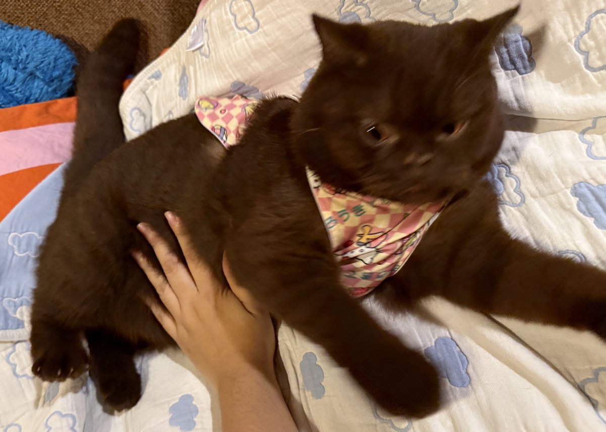 นึกได้อีกเรื่อง คือตอนแรกบ้านชั้นทุกคนไม่ให้เลี้ยงแมวเลย เพราะบอกว่าตัวเองแพ้ขนแมว โดยเฉพาะยาย มีแมวมายายตายแน่ มียายไม่มีแมว แต่ตอนนี้มีชั้นคนเดียวที่แพ้ขนแมว หอมแมวทีกินยาแก้แพ้ที ส่วนยายก็คือไม่มีแมวยายอยู่ไม่ได้