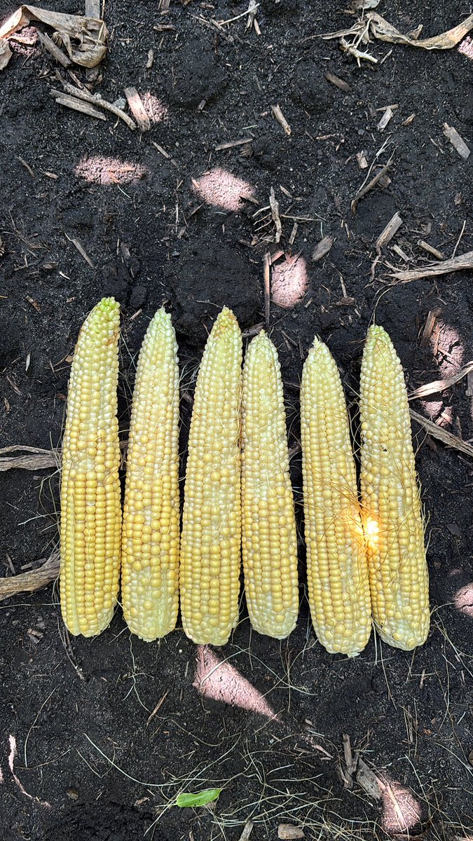 wapp56's tweet image. Best irrigated loam.  P13777PCE.  Planter was spilt.  Other hybrid pollinated.