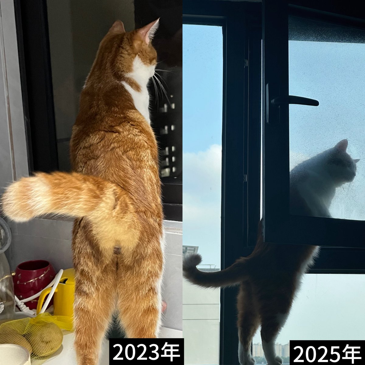 Print_calm_down's tweet image. 22年 上海美兰湖 我把一只小猫带回了家
我看过她流浪的样子 脏兮兮的 小鼻子 身上灰扑扑的 发现她的姐姐说 她那时候在超市偷吃东西 店员在打她 还要把她扔出去
姐姐带她回去养了几天 她很凶 跟姐姐家的猫合不来 然后这只小猫就是我的啦
过了三年 现在她是一只大猪咪🤤