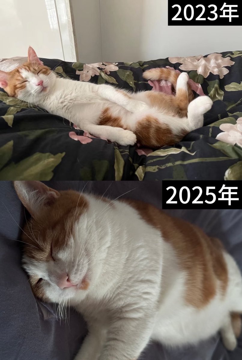 Print_calm_down's tweet image. 22年 上海美兰湖 我把一只小猫带回了家
我看过她流浪的样子 脏兮兮的 小鼻子 身上灰扑扑的 发现她的姐姐说 她那时候在超市偷吃东西 店员在打她 还要把她扔出去
姐姐带她回去养了几天 她很凶 跟姐姐家的猫合不来 然后这只小猫就是我的啦
过了三年 现在她是一只大猪咪🤤