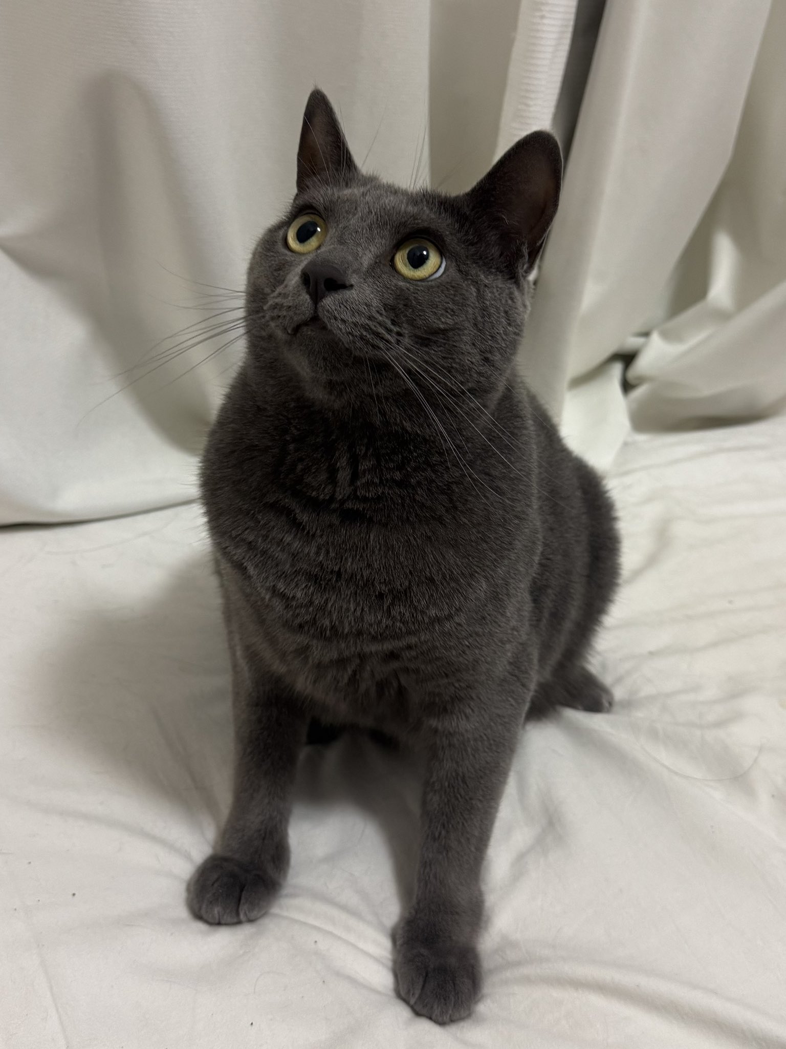 猫さん 松下かおる on X: 