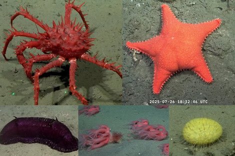 Orgullo nacional y marplatense.

La expedición científica en el cañón submarino frente a las costas de Mar del Plata del CONICET es un trabajo que reafirma el valor de nuestra ciencia y el enorme potencial que tiene nuestra ciudad.

Mar del Plata no es solo turismo: es