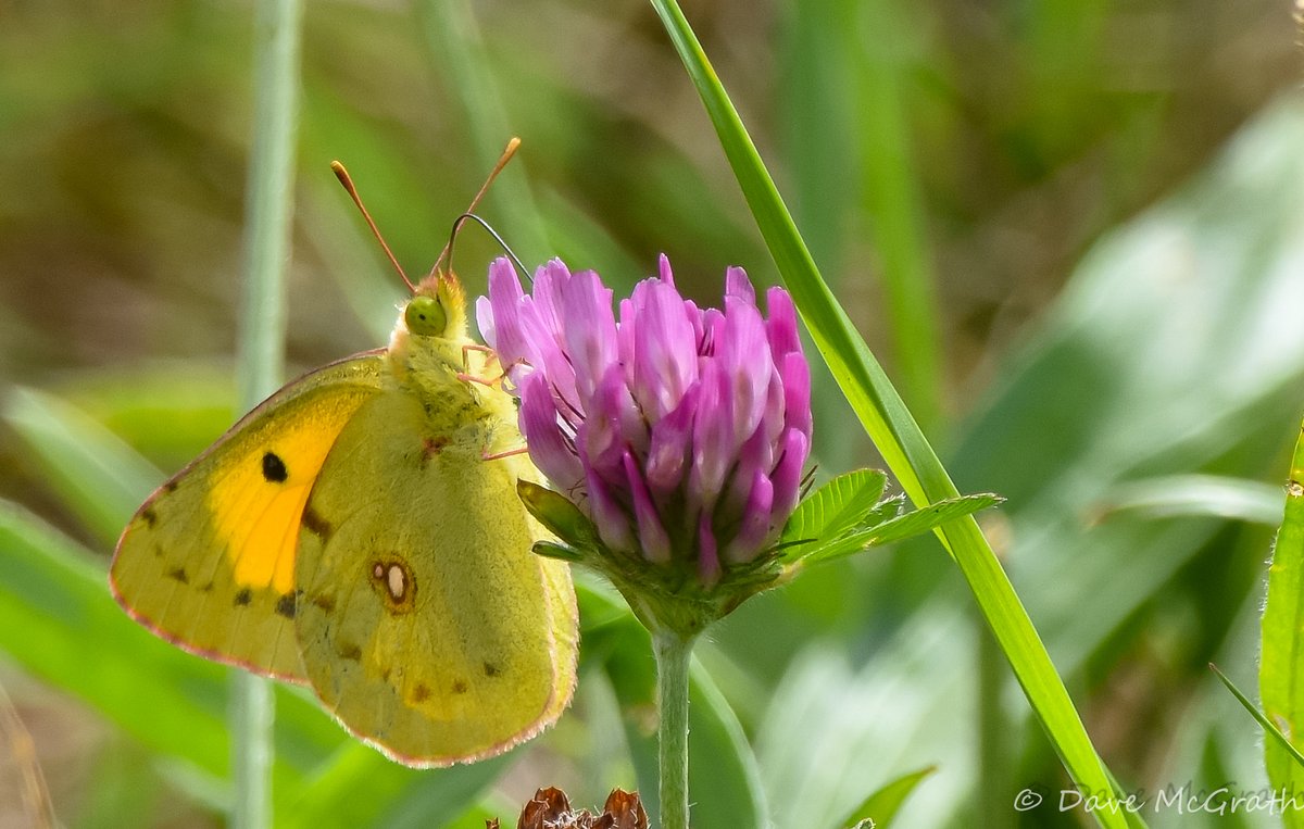DavidMcGrath42's tweet photo. Clouded yellow , @IslandWetlands Cork 1/8/25
#Cork #cloudedyellow https://t.co/FUPaAkFNbi