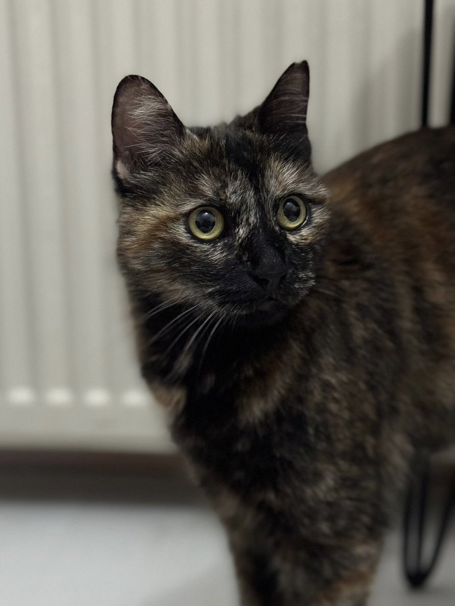 6 yaşında… Kendi yaşam alanında, herkesin gözü önünde sevgi ve ilgiyle bakılmış ki bu yaşa gelebilmiş.

6 senenin ardından devletin cezasızlık mekanizmasına güvenen bir piç kurusu ile karşılaştığı bir dakika huzurlu hayatının sonu oldu.