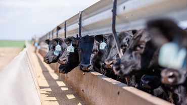 Cattle buyers like consistency. Ty Lauritsen, manager of Lauritsen Cattle Co., Exira, Iowa, says, "You can’t develop a good relationship if you’re changing things up all the time.”

How to create a long-term relationship with your cattle buyer: bit.ly/4ovX51E #ABBx