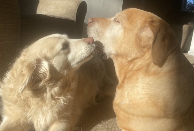 Nicholas Taylor (@nicktaylorllb) on Twitter photo Today August 1st is the Universal Birthday for Rescue Dogs, otherwise known as Dogust? Here are my two rescues.
Happy Birthday to all those rescue dogs. If you are considering a family pet please always consider a rescue first ๐ถ๐ถ
#dogust
<a href="/DogDeskAction/">Dog Desk Animal Action</a>
<a href="/Phil_Sledge/">Phil Sledge</a> Today August 1st is the Universal Birthday for Rescue Dogs, otherwise known as Dogust? Here are my two rescues.
Happy Birthday to all those rescue dogs. If you are considering a family pet please always consider a rescue first ๐ถ๐ถ
#dogust
<a href="/DogDeskAction/">Dog Desk Animal Action</a>
<a href="/Phil_Sledge/">Phil Sledge</a>