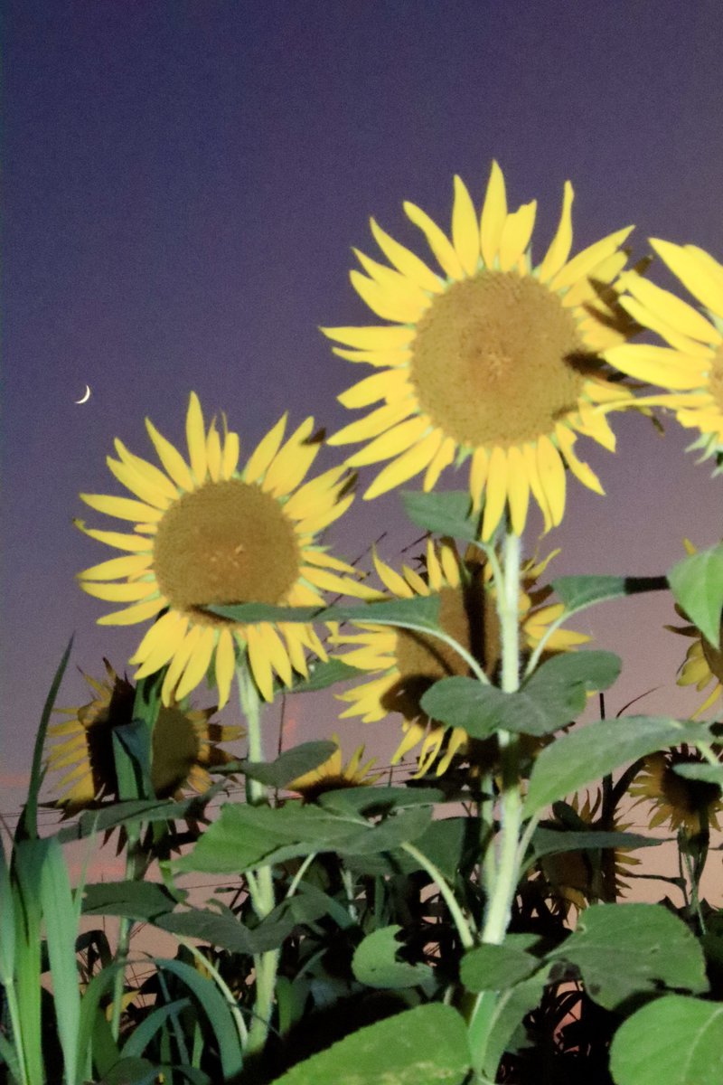 yaegusa's tweet photo. 今年もいってきました(๑╹ω╹๑ )
浮島ひまわりらんど🌻 https://t.co/QfLChfLtp4