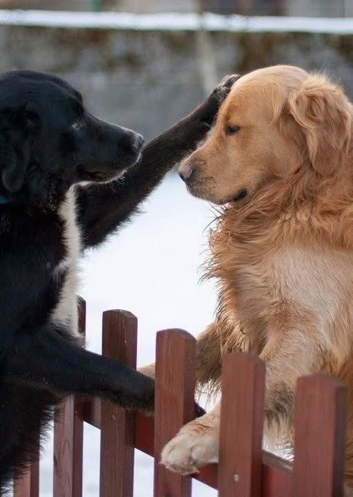 Quand tu veux, je saute la clôture... Pour toi, il n'y a jamais de frontière, juste une ligne à franchir.