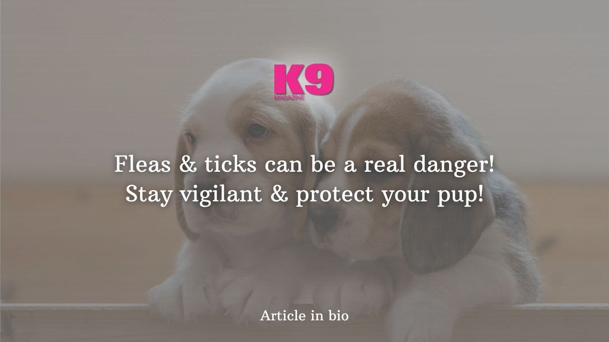 🚨 Fleas &amp; Ticks: Are You Protecting Your Pup?
Learn how to keep your furry friend safe from these hidden dangers &amp; stay one step ahead! 🦠🐕

Full guide here 👉 k9magazine.com/understanding-…

#PetHealth #K9Magazine