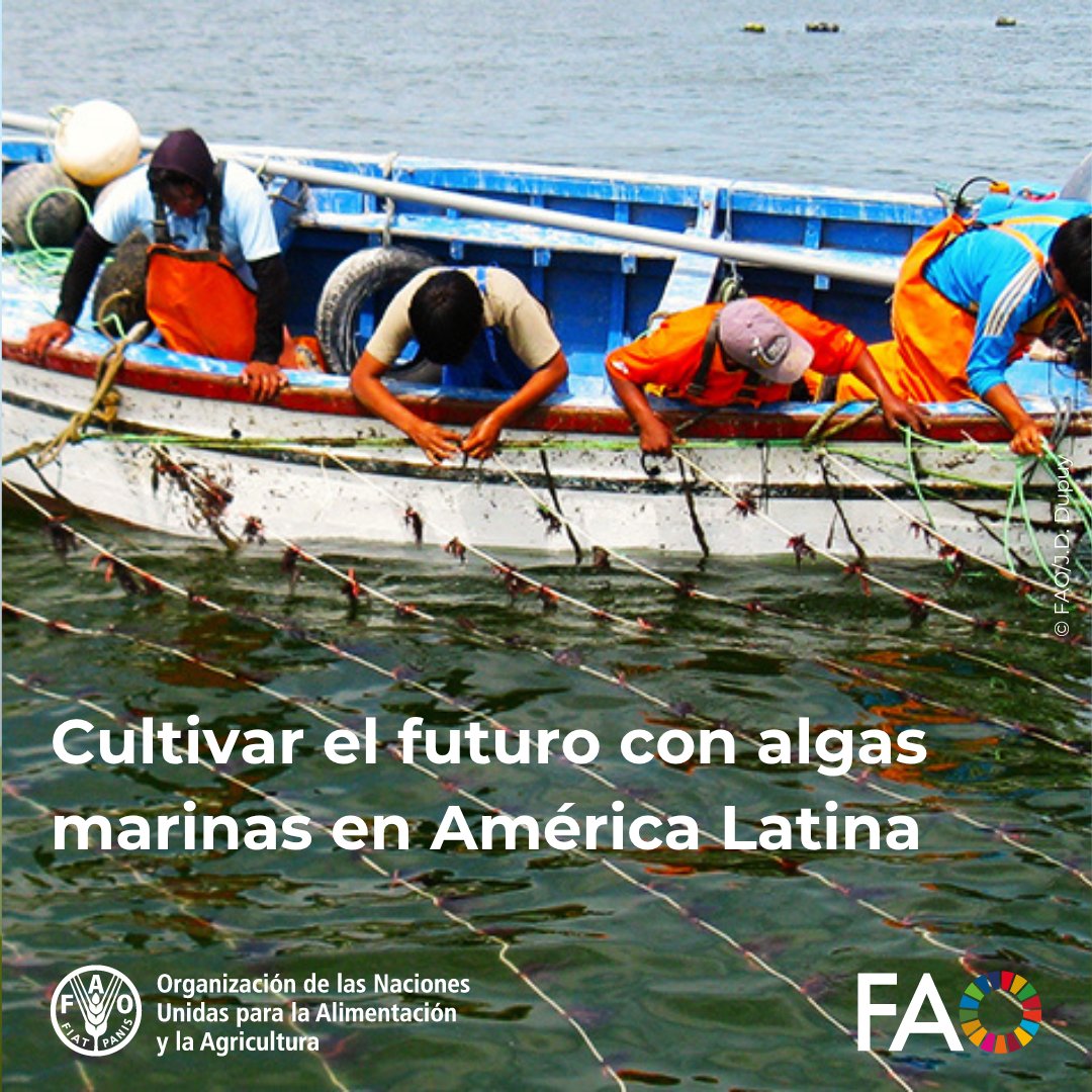 Las macroalgas pueden ser clave para una acuicultura más sostenible, inclusiva y resiliente en América Latina.

Con apoyo de <a href="/FAO/">Food and Agriculture Organization</a>, expertos proponen una hoja de ruta regional para aprovechar su enorme potencial económico, nutricional y ambiental.

🔗 fao.org/guidelines-sus…