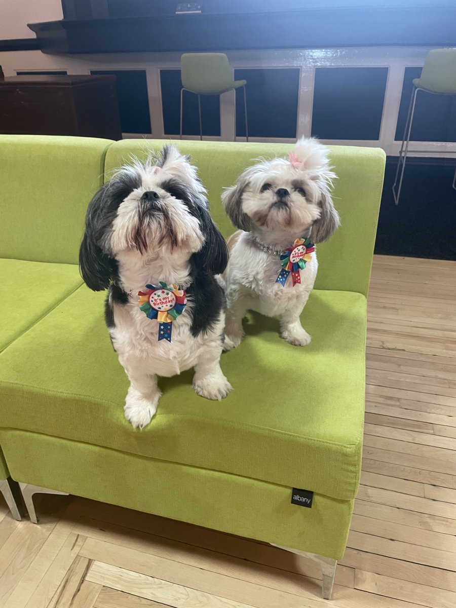 NWRHygiene's tweet image. We've got two birthdays in the NWR office today, Loulou (left) &amp;amp; Minnie (right) are turning 4! 🐾🎉

They’ve nailed their roles as office mascots (mostly napping &amp;amp; boosting morale). Happy birthday, girls! 🎂🐶

#NWRHygiene #OfficeDogs #DogBirthday #WorkplaceLife