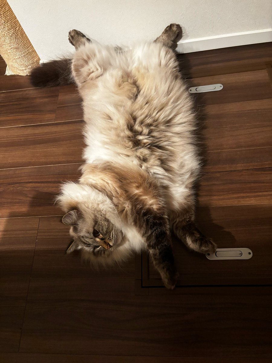 Marcus_Lecha's tweet photo. #猫のいる暮らし   #サイベリアン https://t.co/1V75zyGXAJ