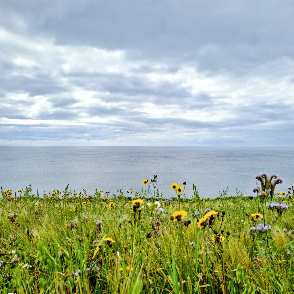 And sometimes you just got to hop on the mountain bike and make your way to 𝗧𝗵𝗲 𝗛𝗲𝗮𝗱𝗹𝗮𝗻𝗱, coming to rest at last in its field of wildflowers. #PowerHead