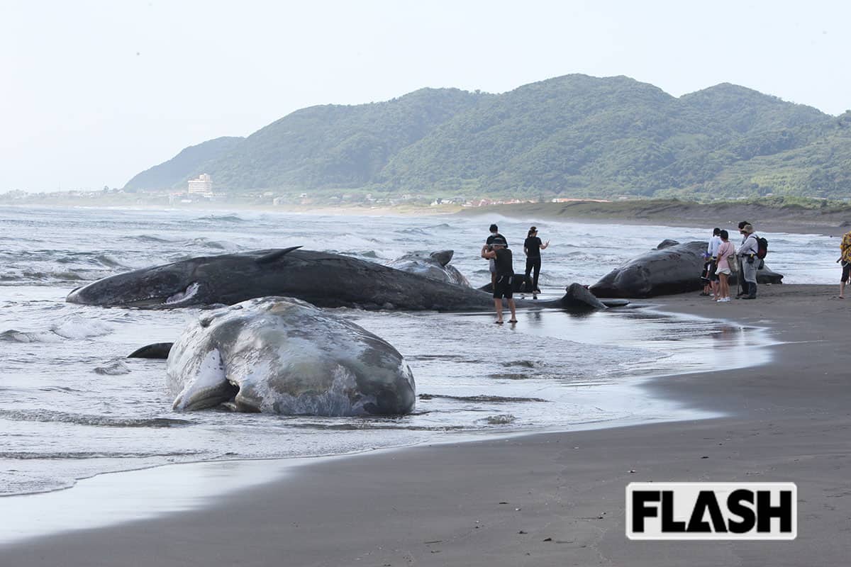 座礁】千葉・館山にマッコウクジラ4頭漂着、歯を持ち去る人も… 今後の