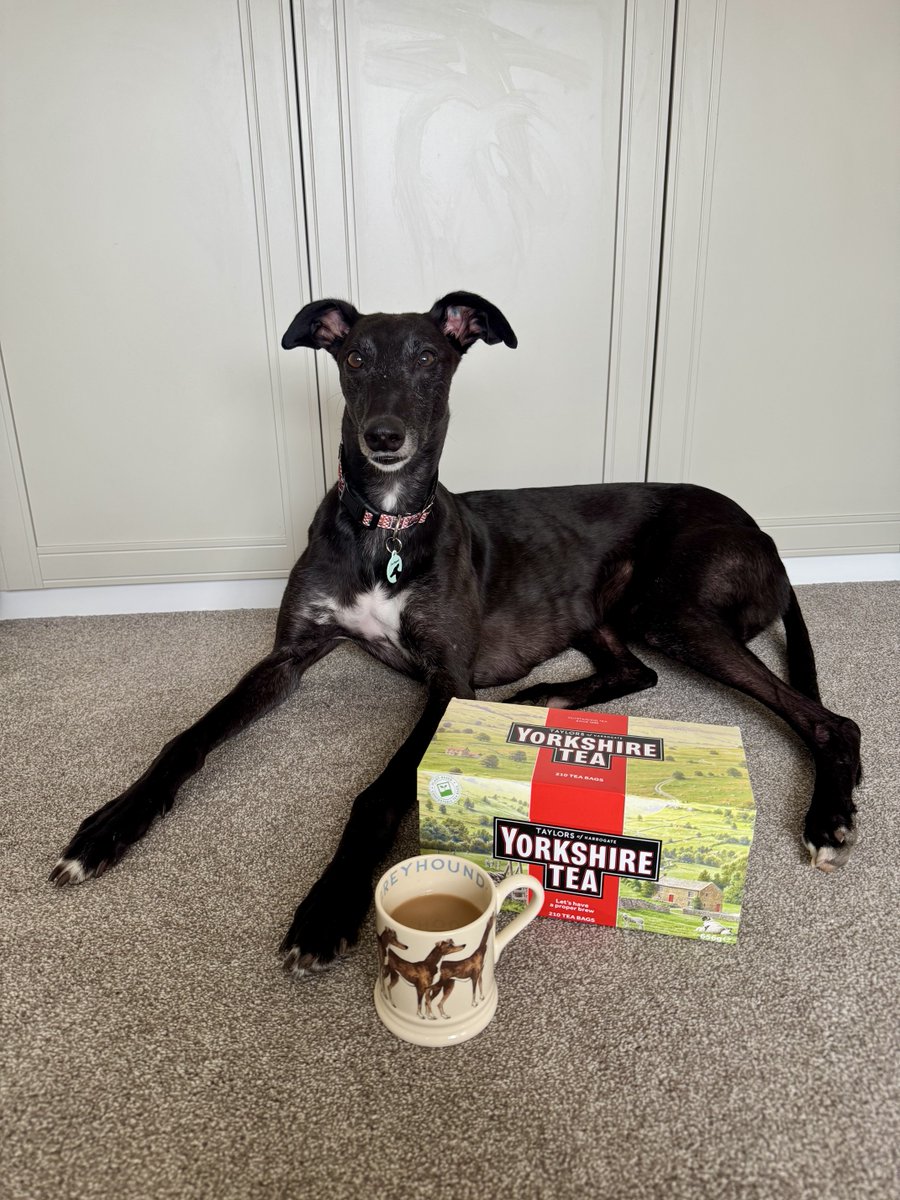 Greyhound Homing UK (@greyhoundhoming) on Twitter photo It’s #YorkshireDay, and what better way to celebrate than with a proper brew? ☕
It has to be <a href="/YorkshireTea/">Yorkshire Tea</a> and of course, it tastes best in a greyhound mug! 🐾💛
#GreyhoundLife #YorkshireTea #ProperBrew #EmmaBridgewater <a href="/EmmaBridgewater/">Emma Bridgewater</a> It’s #YorkshireDay, and what better way to celebrate than with a proper brew? ☕
It has to be <a href="/YorkshireTea/">Yorkshire Tea</a> and of course, it tastes best in a greyhound mug! 🐾💛
#GreyhoundLife #YorkshireTea #ProperBrew #EmmaBridgewater <a href="/EmmaBridgewater/">Emma Bridgewater</a>