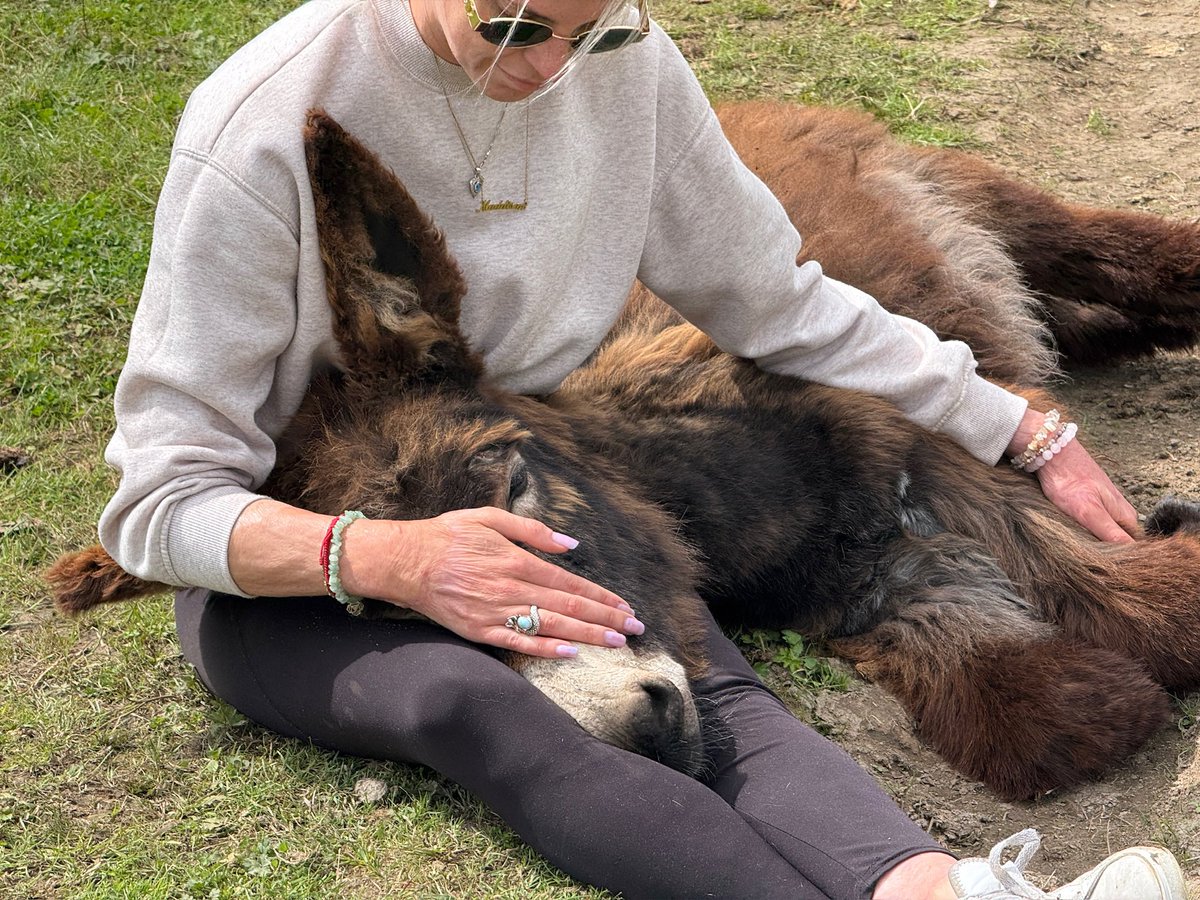 Got 99 problems but baby donkey cuddles ain’t one.