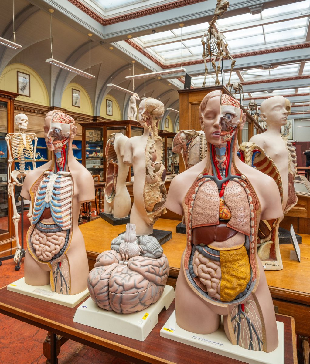 AnatomicalMuseum tweet media
