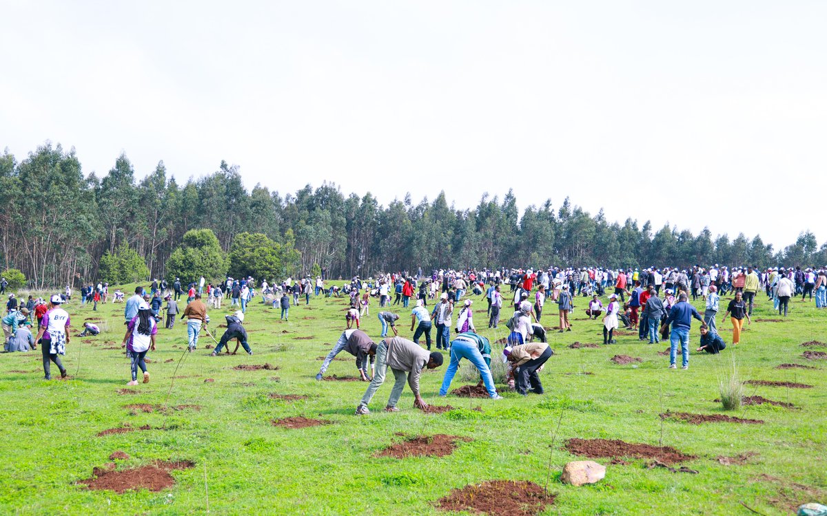 FeyissaGosaye's tweet image. Ethiopia’s historic one-day tree planting campaign on July 31, 2025, aims to plant 700 million seedlings nationwide — as seen in this powerful image.

#Ethiopia #TreePlantingDay #ClimateAction #Reforestation #Plant700Million #GreeningAfrica #Sustainability