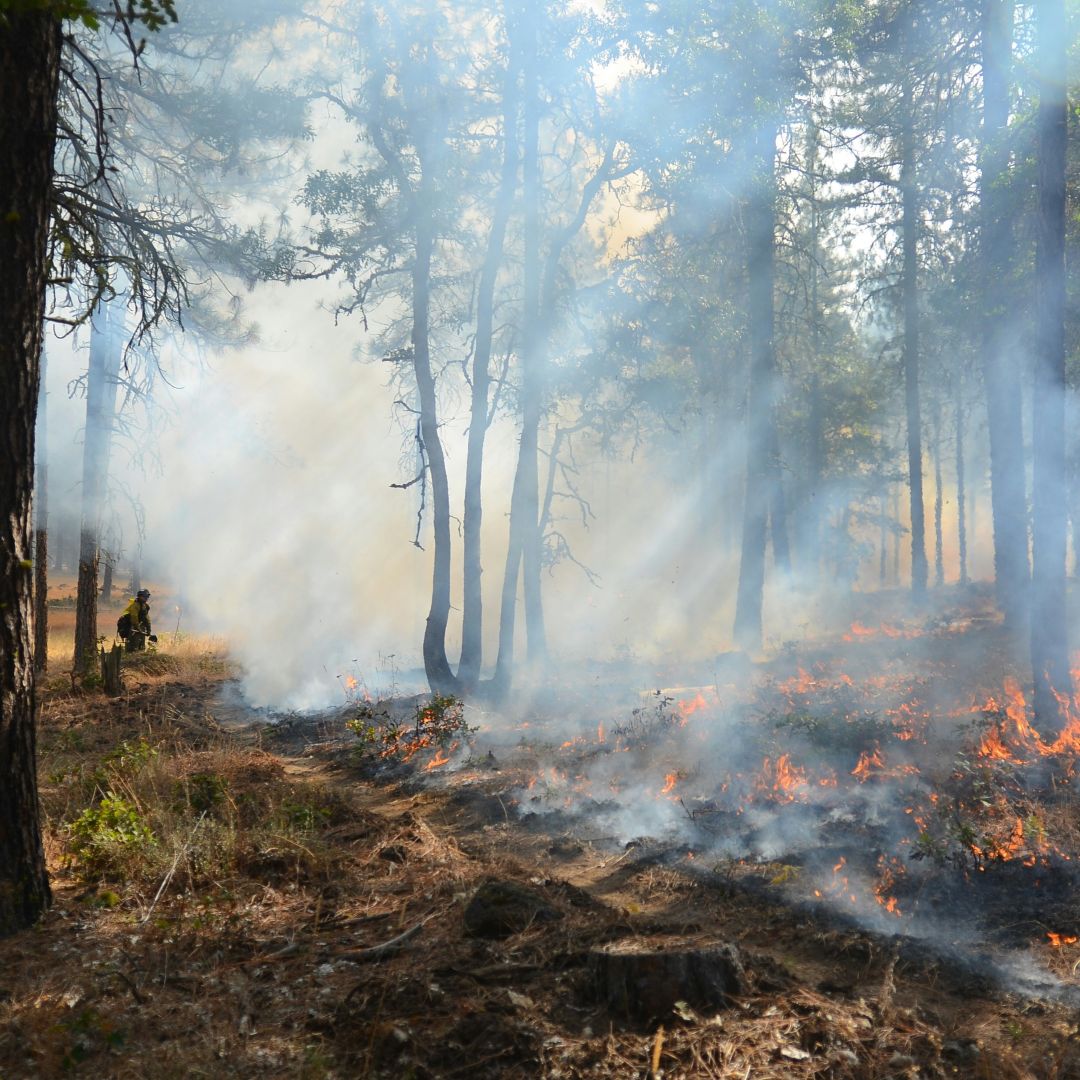 Big data is transforming forest monitoring, but what about the causes of disturbances?

This EU-wide study reveals that forest damage has increased significantly since 1950, driven by
⚡ storms
🔥 fires
🪲 pests

Read more ⬇️
environment.ec.europa.eu/news/major-ris…

#SfEP
