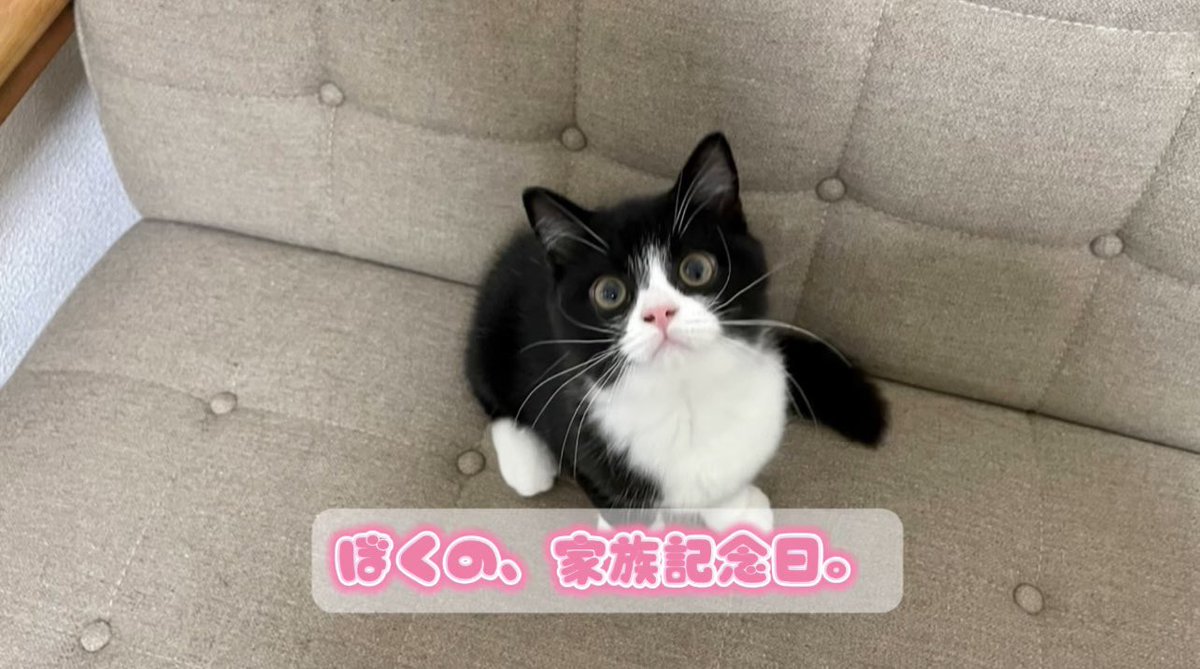 猫A 画像1 ＋ 8 画像19おまけ！　最終値下げしました！ たろう on X: 