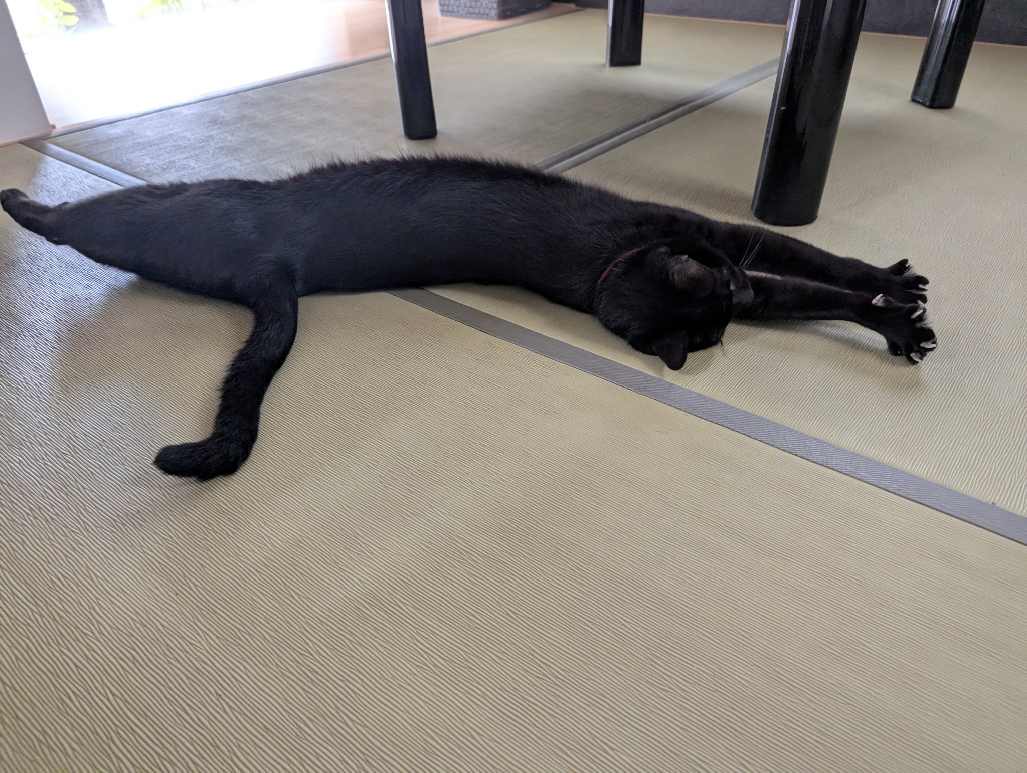 hacodeco、双子の仔猫 hacodeco、双子の仔猫 - メルカリ